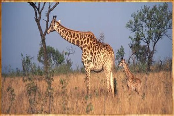 Rhythm Africa Tours