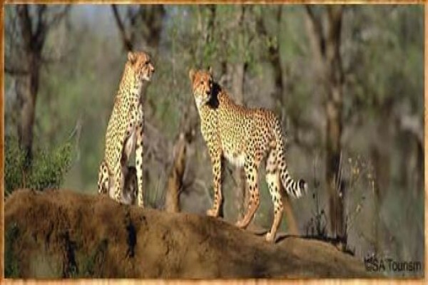 Rhythm Africa Tours
