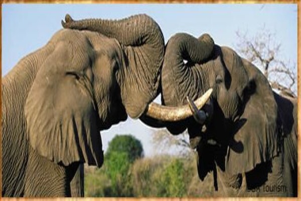 Rhythm Africa Tours