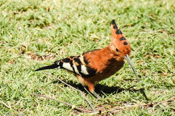 Rietfontein
