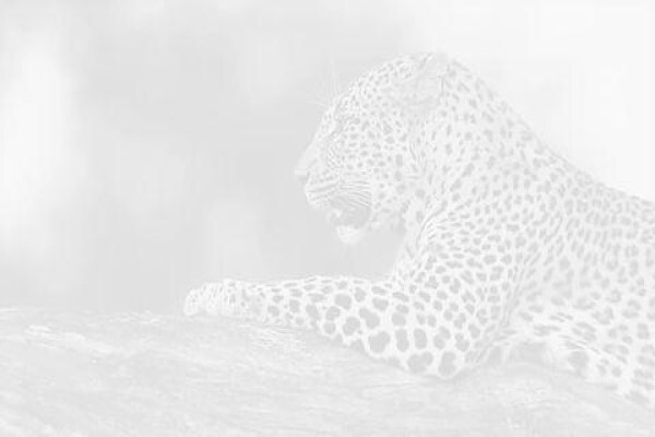 Tourism Corporation Africa Ltd.