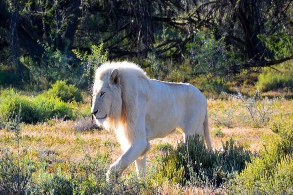 White Lion Lodge