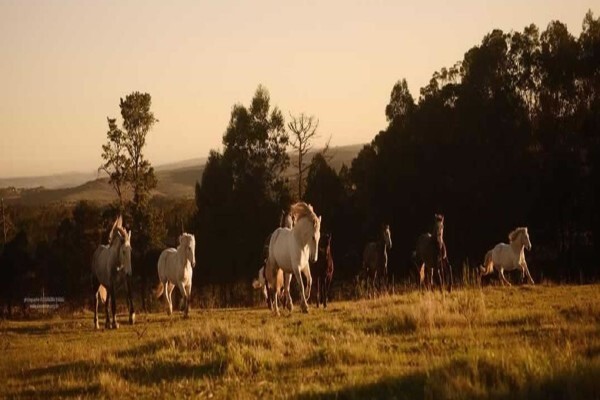 Outeniqua Moon