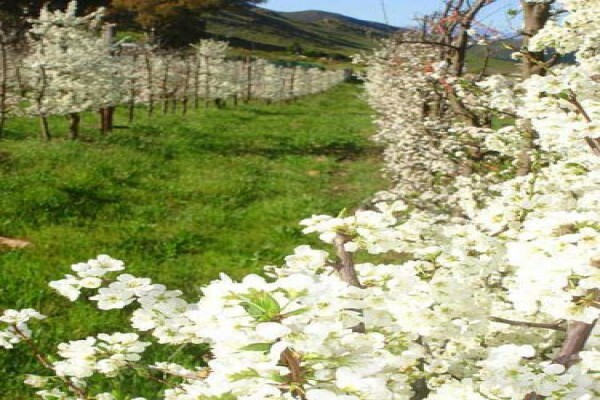 Tierhoek Organic