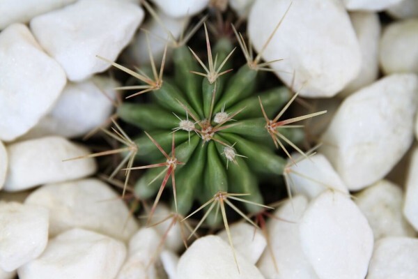 Cactus House Guest House
