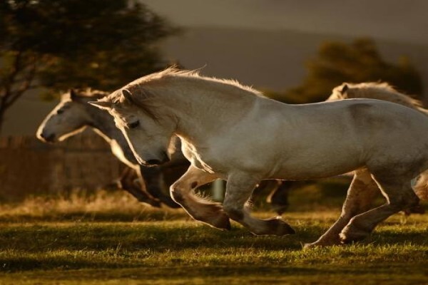 Outeniqua Moon