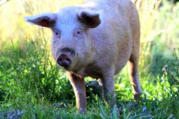 Tierhoek Organic
