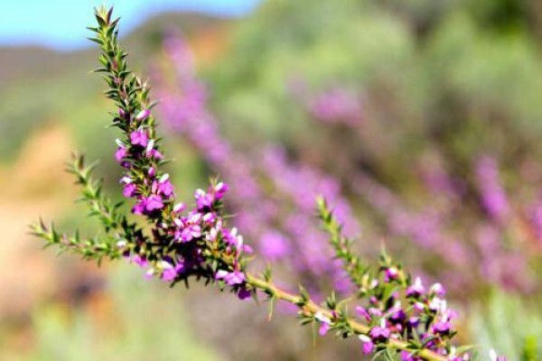 Tierhoek Organic