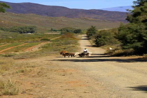 Tierhoek Organic