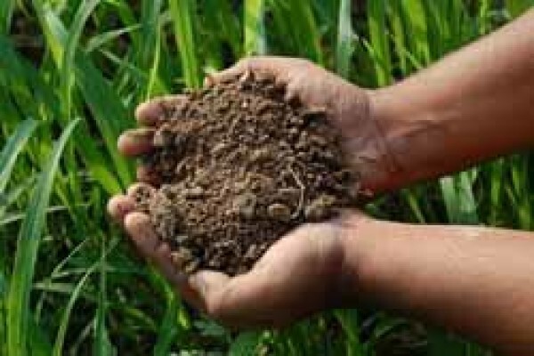 Tierhoek Organic