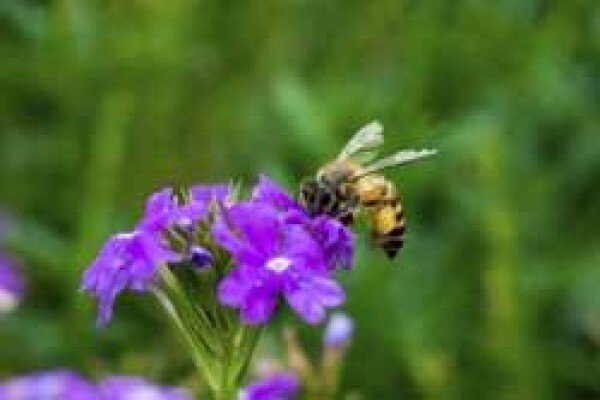 Tierhoek Organic