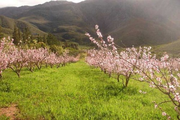 Tierhoek Organic