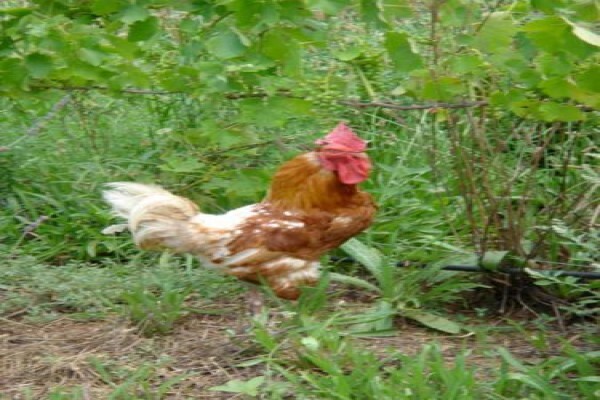 Tierhoek Organic