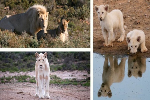 White Lion Lodge