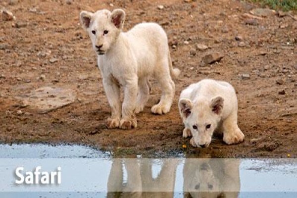 White Lion Lodge