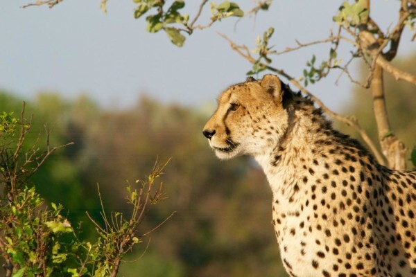 Back In Africa