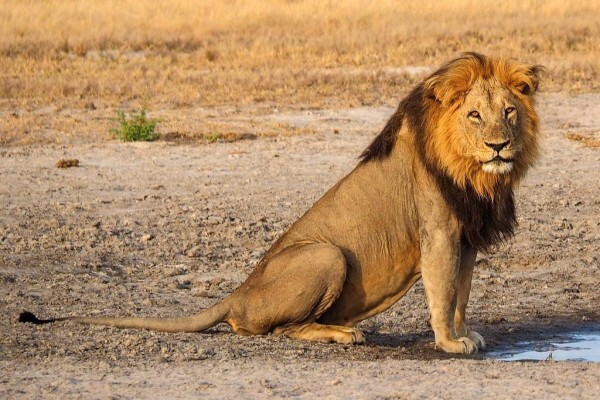 Back In Africa