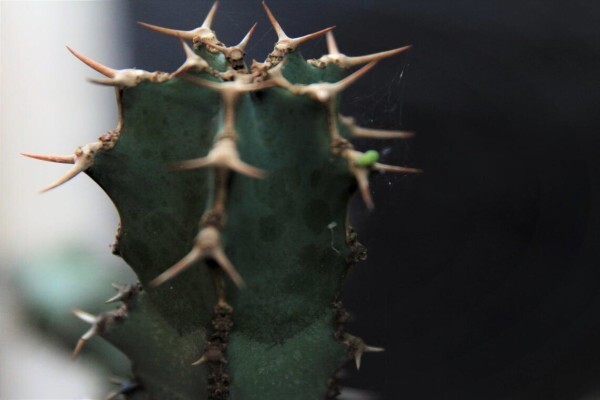 Cactus House