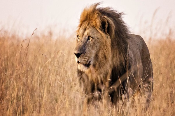 Conservation Corporation Africa