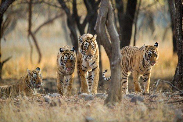 Conservation Corporation Africa