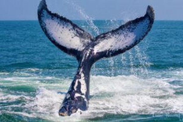 Knysna Spring Tide Charters