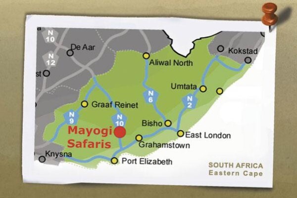 Mayogi Safaris
