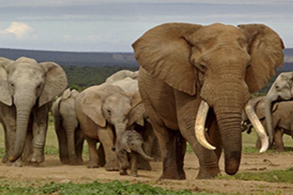 Mayogi Safaris