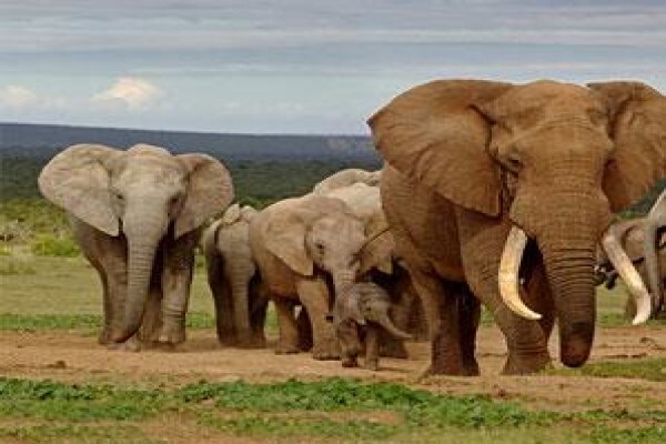 Mayogi Safaris