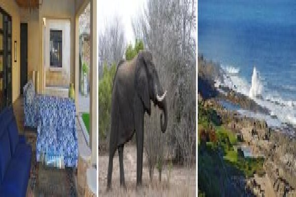 Royal African Discoveries