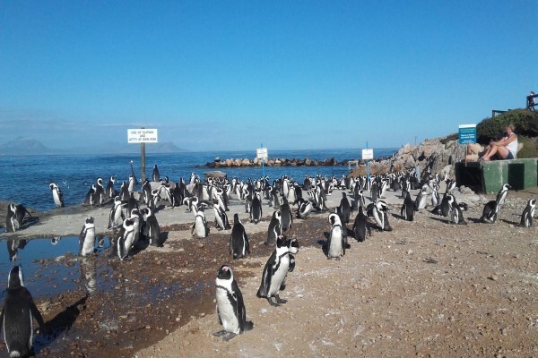 Seascape Tours