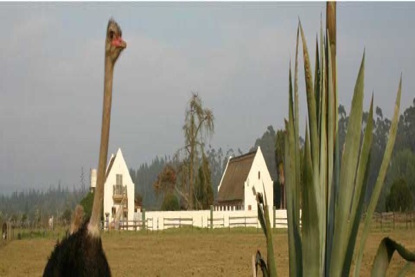 Zoutpan Struishuis