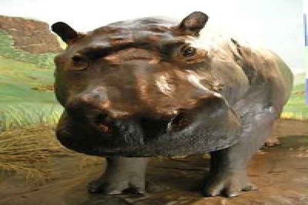 Amatola