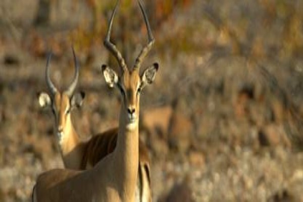 Nitani Private Game Reserve