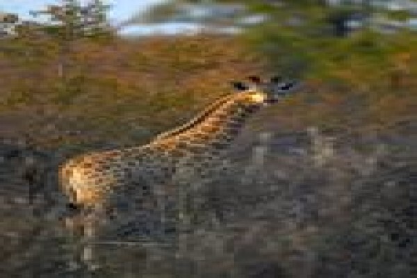 Nitani Private Game Reserve