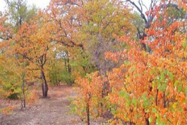 Nitani Private Game Reserve