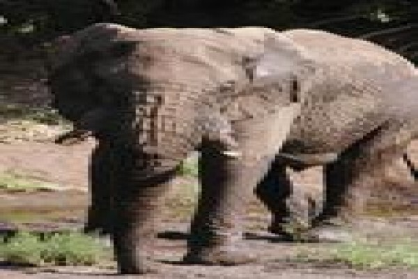 Nitani Private Game Reserve
