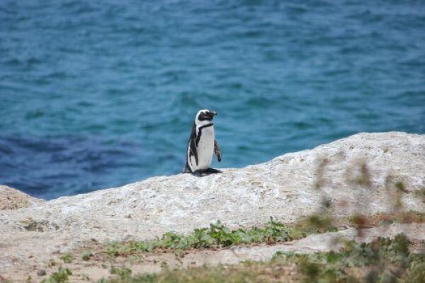 Cape Paradise Lodge
