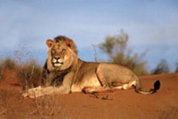 Kosher Safaris