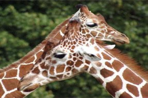 Kosher Safaris