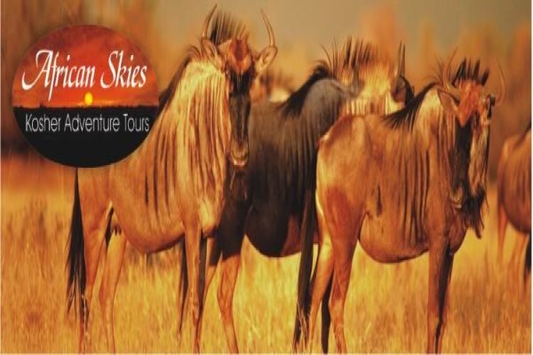 Kosher Safaris