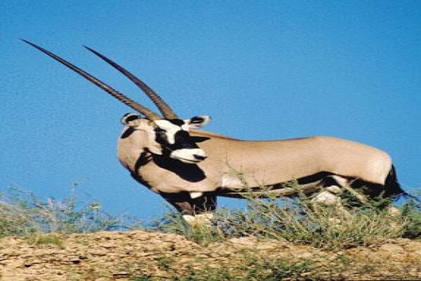 Kosher Safaris