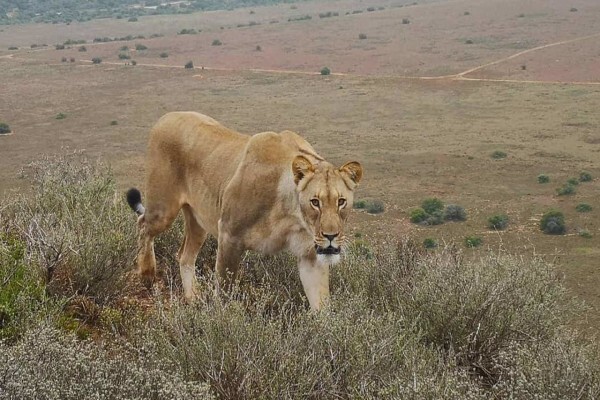 Amakhala