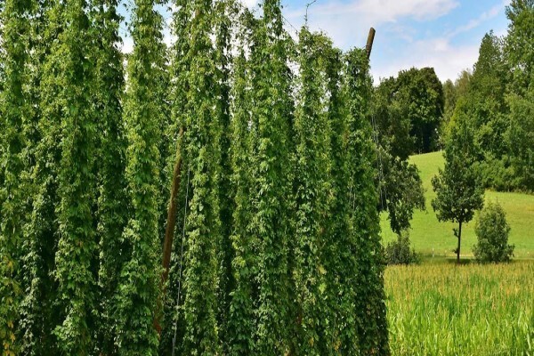 Outeniqua Hop Route