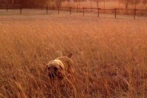 Pin Oaks Kennels