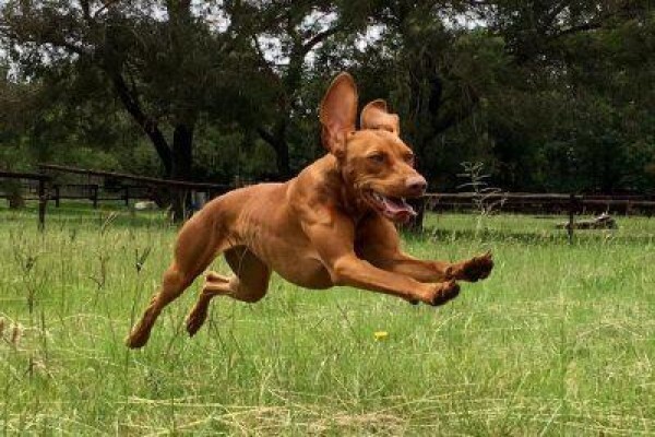 Pin Oaks Kennels