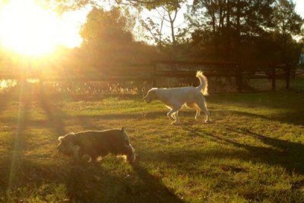 Pin Oaks Kennels