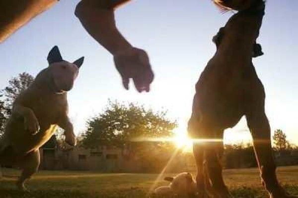 Pin Oaks Kennels