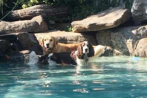 Pin Oaks Kennels