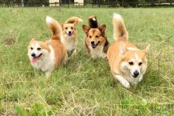 Pin Oaks Kennels