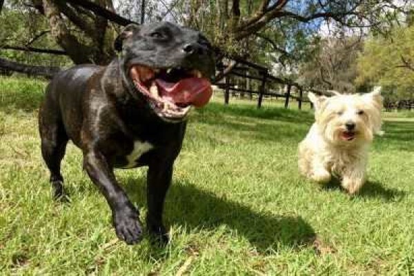 Pin Oaks Kennels